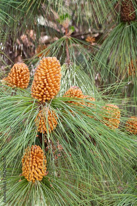 Pinus Roxburghii Chir Pine Longleaf Indian Pine Male Cone At Spring