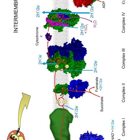 Structures of heme B, heme O, heme A, heme D (in this heme one double ...