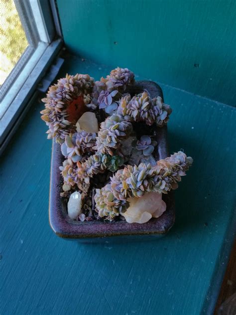 Cresty Babe R Succulents