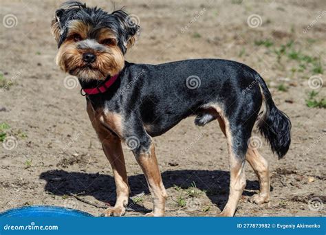 Yorkshire Terrier, Toy Dog Breed Bred in England Stock Photo - Image of england, yorkshire ...