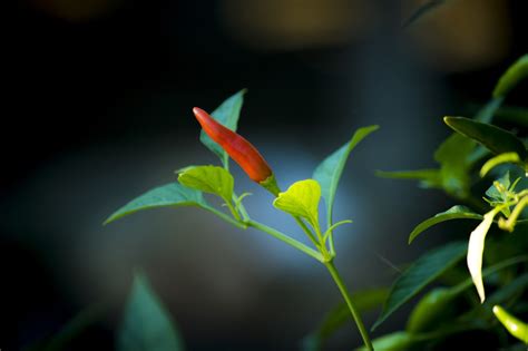 Free Hot Spicy Spicy Images Pixabay