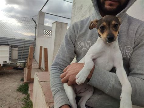 Danza Perro Adopción Bodeguero Perrera De Los Barrios