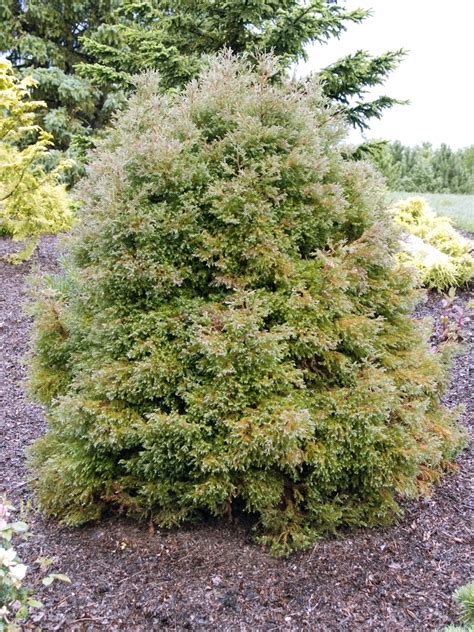 Chamaecyparis Thyoides Heatherbun White Cedar Falsecypress Garden