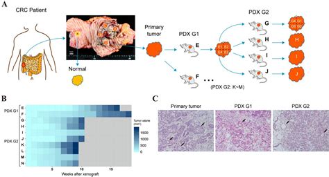 Multiregion Genomic Analysis Of Serially Transplanted Patient Derived