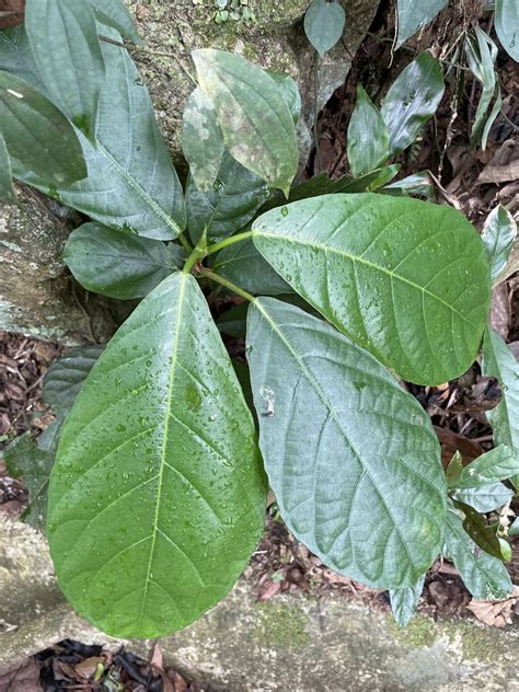 Common Yellow Stem Fig In April 2022 By Artur Tomaszek INaturalist