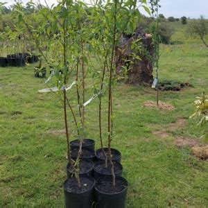 Muda de Nectarina Mexicana 180 cm no vaso Consulte Preço e Frete