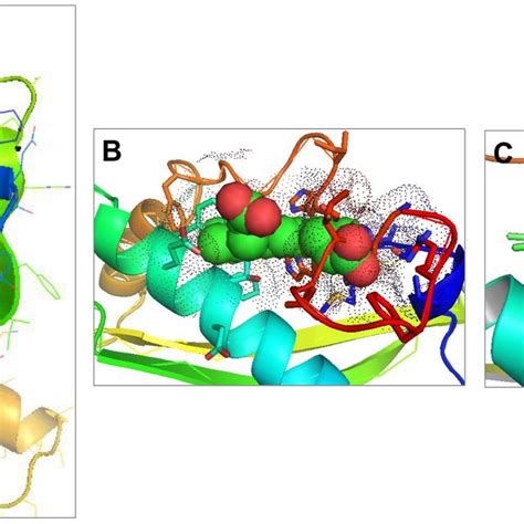 Heme Binding Pocket Of Sjcp A Heme Binding Mode Of Sjcp