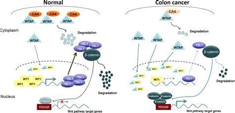 Carbonic Anhydrase Iv Inhibits Colon Cancer Development By Inhibiting