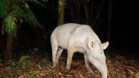 Rare Albino Tapir Spotted In Brazilian Rainforest | IFLScience