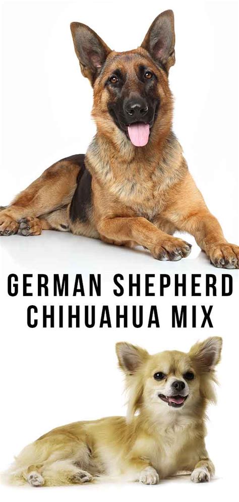 German Shepherd Chihuahua Mix What To Know About This Hybrid