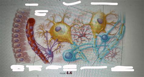 Lab 9 Figure 4.6 Diagram | Quizlet