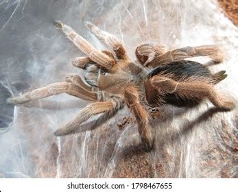 172 Australian Tarantula Images, Stock Photos, 3D objects, & Vectors ...