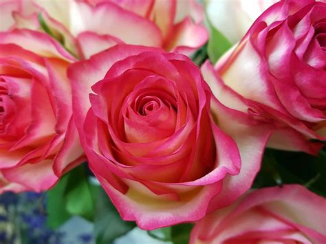 Plants | Peachtree City Florist
