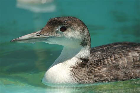 Common Loon - International Bird Rescue