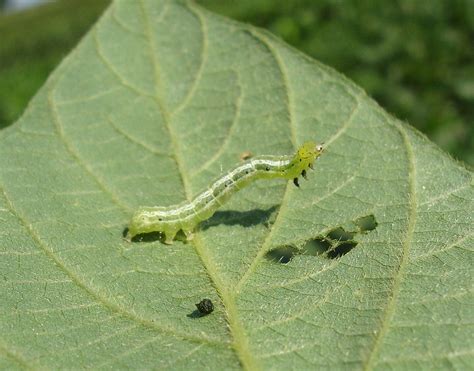 Control BiolÓgico De Plagas Y Enfermedades Agroactivo