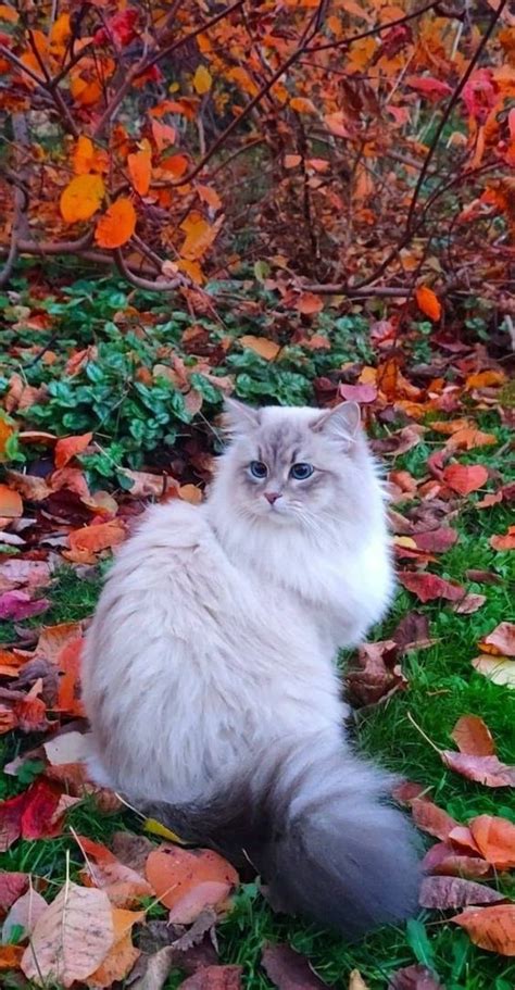 Purrfectly Captivating A Journey Into The World Of Himalayan Felines