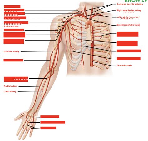 Arteries Of Right Upper Limb And Thorax Diagram Quizlet