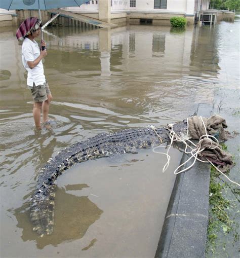 G Foto Mostra Crocodilo Capturado Ao Lado De Homem Na Tail Ndia