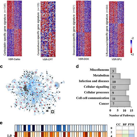 Predicting Gain Of Function Gof Mutant P Regulated Gene Signature