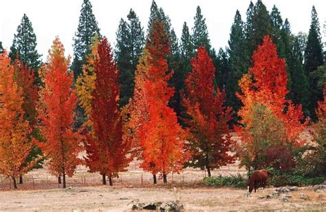 Sweetgum for Fall Sunset Color Out West – Black Gold