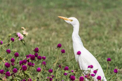young white egret standing between lilac flowers in a resort 23259111