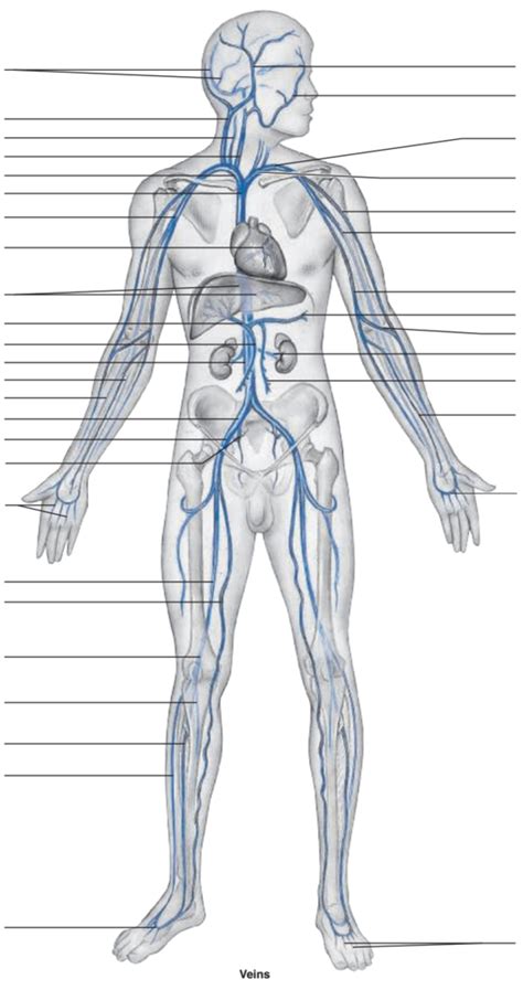 Vein Diagram Diagram | Quizlet