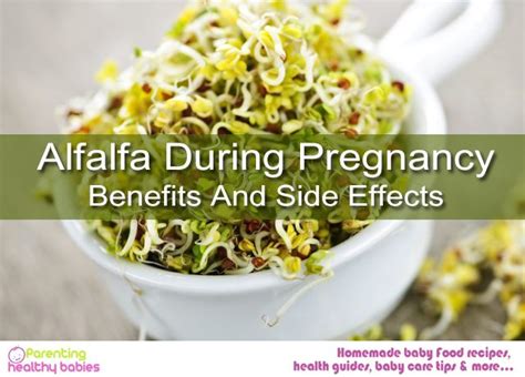 Alfalfa Leaf Tea Benefits How To Make And More Just Tea