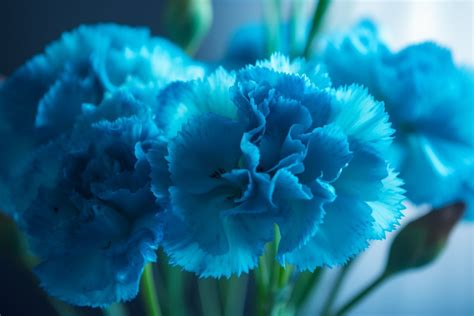 Blue Carnation Flower Meaning, Symbolism & Spiritual Significance - Foliage Friend - Learn About ...