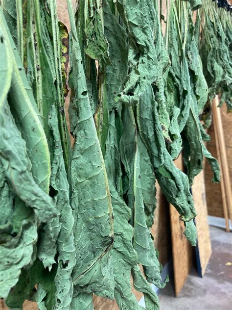 Dried Comfrey Leaf - Cousins Compost