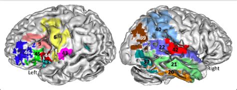 Selected Standard Brodmann Areas Included In Determining Localization