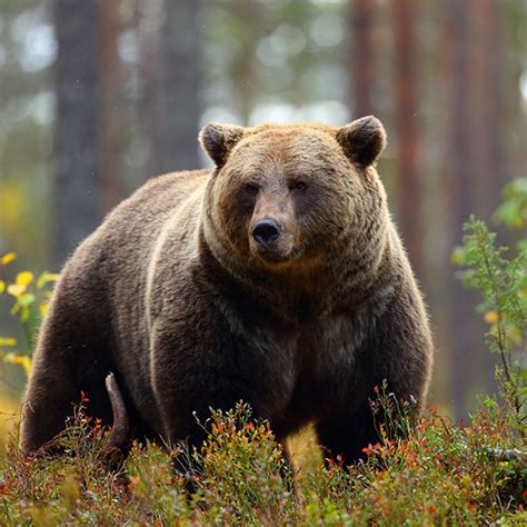 Brown Bear - Wildlife Images