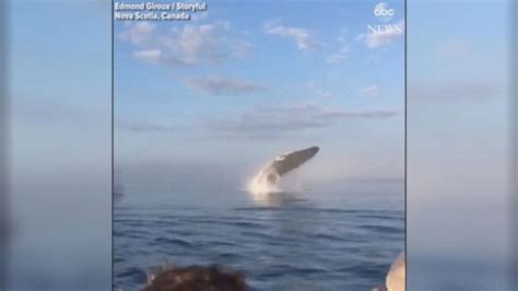 Video Rare triple whale breach close to boat stuns onlookers - ABC News