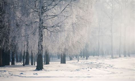 🔥 [50+] Winter Forest Desktop Wallpapers | WallpaperSafari