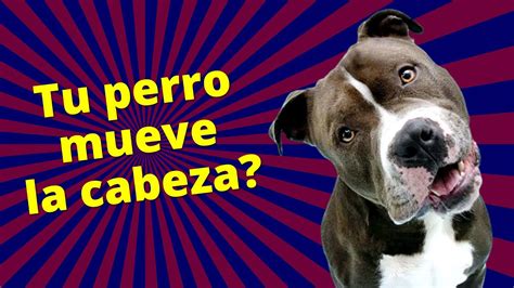 Tu Perro Mueve La Cabeza SONIDOS PARA TU PERRO YouTube