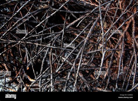 Charred And Burned Bush Undercliffe Cemetery Bradford West Yorkshire