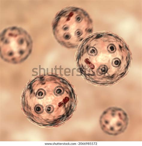 Cysts Entamoeba Histolytica 3d Illustration Parasitic Stock Illustration 2066985572 Shutterstock