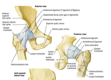 Iliofemoral Ligament Model