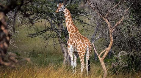 Uganda Birding In Lake Mburo Uganda Birding Safaris