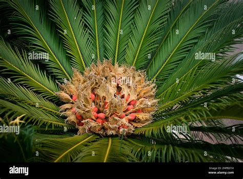 Cycas Revoluta Sago Palm Tree Plant Care Unusual Plants