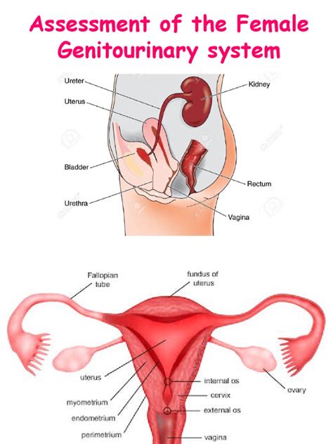 Assessment Of The Male And Female Genitourinary Systems A