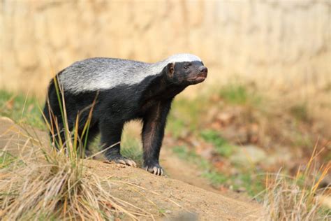 A 5-million-year-old relative of the honey badger has been discovered