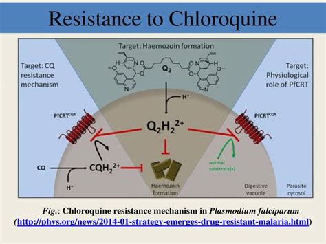 Evolution Of Drug Resistance In Plasmodium Falciparum - PowerPoint Slides - LearnPick India