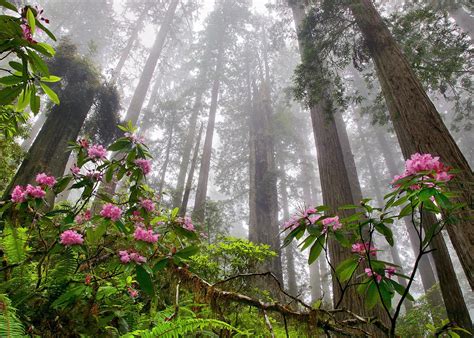 Future coastal climate not cool for redwood forests