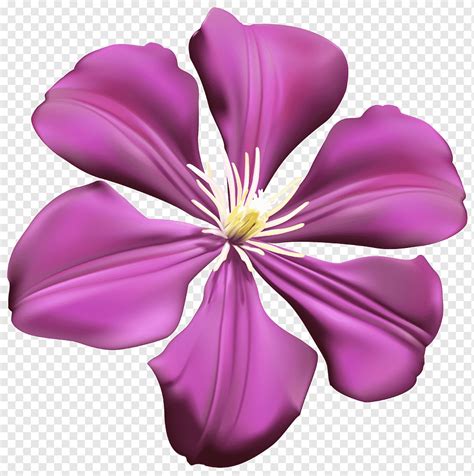 Ilustra O De Flor Roxa E Branca Clematis Flor Roxa Flor Roxa Roxo