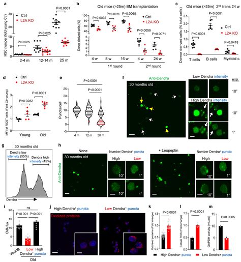 Chaperone Mediated Autophagy Sustains Haematopoietic Stem Cell Function