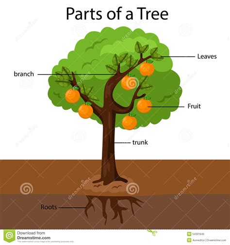 Collection 91 Pictures Preschool Parts Of A Tree Worksheet For