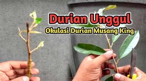 Anti Gagal Cara Teknik Sambung Pucuk Durian Musang King Youtube