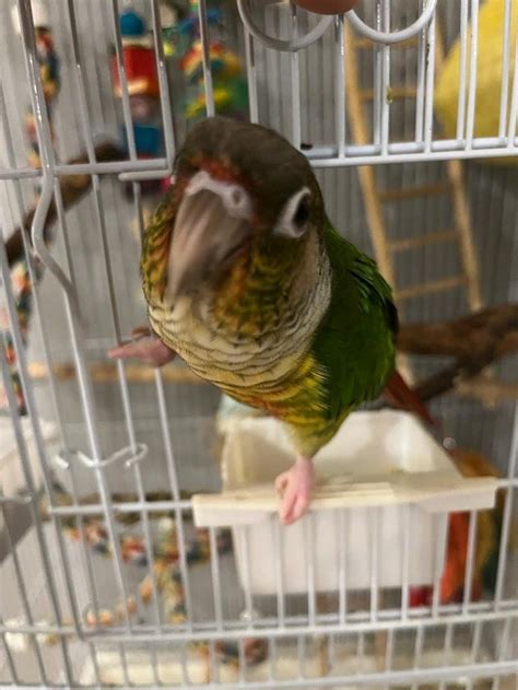 8 month female conure with cage – Online Bird Auctions