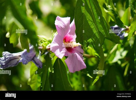 Rose Of Sharon Hibiscus Syriacus Is Deciduous Shrub Upright And Vase