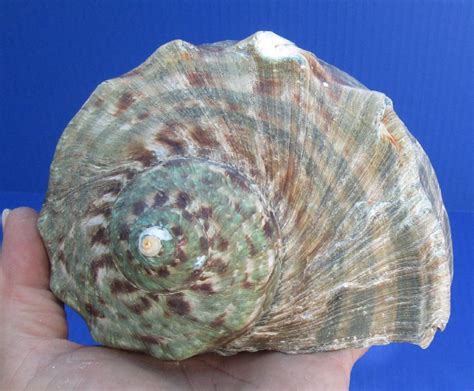 Turbo Marmoratus Green Turban Shell